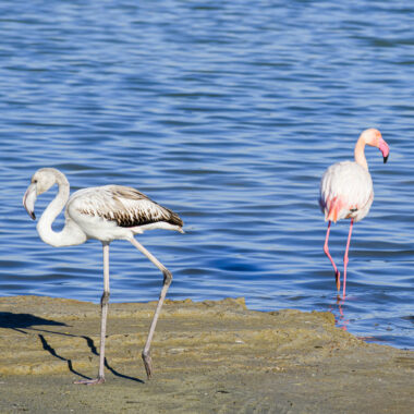 flamant-rose2