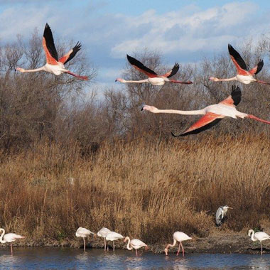 flamants-roses-vacances-camargue