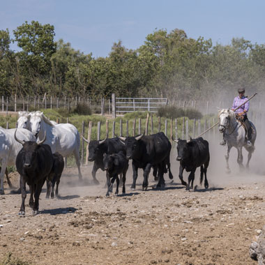 vacances-camargue-culture-manade-taureaux-chevaux